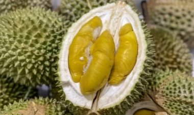 Manggis, Ratu Buah di Malaysia Mengalahkan Musang King