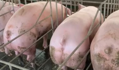 Pengiriman Babi Keluar Bali, Pelaku Usaha Menjerit Harga Gila - gilaan