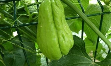 Labu Siam: Manfaat dan Khasiat untuk Kesehatan