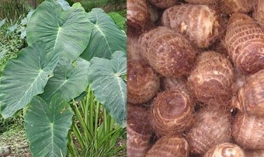 Ubi Talas: Manfaat dan Khasiat untuk Kesehatan