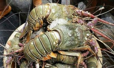 Jutaan Benih Lobster Ilegal dari Indonesia Banjiri Vietnam, Kerugian Negara Capai Rp 30 Triliun per Tahun