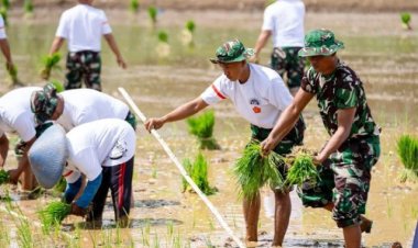 TNI Akan Tanam Bibit Unggul Padi di 21 Wilayah di Indonesia