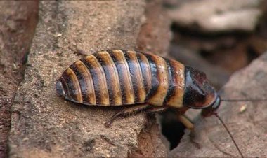 Kecoa Hibrida Dikerahkan Pertama Kali untuk Misi Penyelamatan di Gempa Myanmar