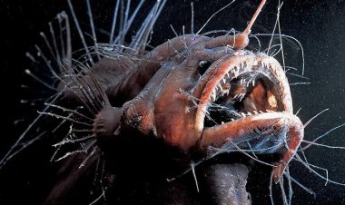 Cinta Mengerikan di Laut Dalam, Fakta Unik dan Brutal Perkawinan Anglerfish
