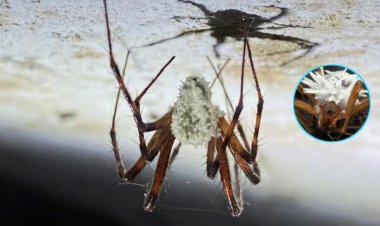 Jamur "Zombie" Pengendali Laba-laba Ditemukan di Reruntuhan Kastil Irlandia