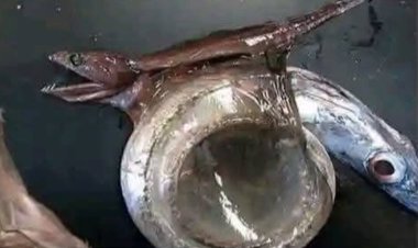 Chiasmodon, Si Pemangsa Nekat dari Laut Dalam yang Mati karena Keserakahan