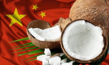 Dilema Ekspor Kelapa Untung Besar dari China, Harga Naik di Tanah Air