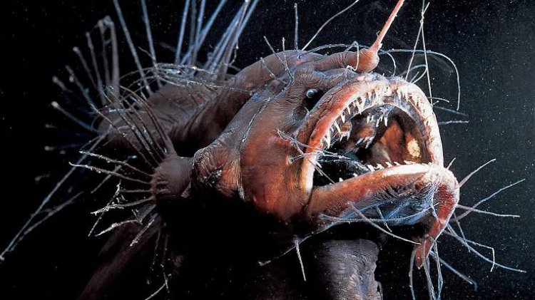 Cinta Mengerikan di Laut Dalam, Fakta Unik dan Brutal Perkawinan Anglerfish