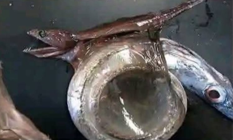 Chiasmodon, Si Pemangsa Nekat dari Laut Dalam yang Mati karena Keserakahan