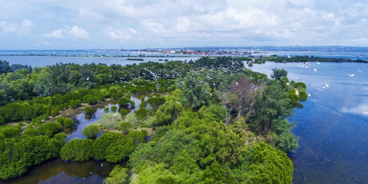 Ruang Hijau Terawat, KEK Kura Kura Bali Jadi Habitat Ratusan Spesies Satwa